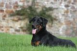 BEAUCERON 978